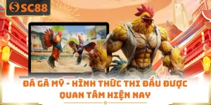 Đá Gà Mỹ - Hình Thức Thi Đấu Được Quan Tâm Hiện Nay